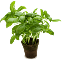 Fresh Basil To Dried Basil Conversion Chart