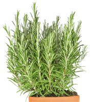 Rosemary Bunch thumbnail image