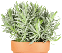 Bunch of Sage thumbnail image